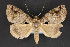  ( - CNCLEP 84371)  @13 [ ] CreativeCommons - Attribution Non-Commercial Share-Alike (2010) Canadian National Collection of Insects, Arachnids and Nematodes Canadian National Collection of Insects, Arachnids and Nematodes