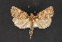  ( - CNCLEP 84385)  @12 [ ] CreativeCommons - Attribution Non-Commercial Share-Alike (2011) Canadian National Collection of Insects, Arachnids and Nematodes Canadian National Collection of Insects, Arachnids and Nematodes