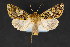  ( - CNCLEP 84387)  @14 [ ] CreativeCommons - Attribution Non-Commercial Share-Alike (2011) Canadian National Collection of Insects, Arachnids and Nematodes Canadian National Collection of Insects, Arachnids and Nematodes