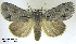  ( - acrorev gga-118)  @11 [ ] Copyright (2011) Canadian National Collection of Insects, Arachnids and Nematodes Canadian National Collection of Insects, Arachnids and Nematodes