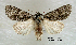  ( - acrorev gga-131)  @14 [ ] Copyright (2011) Canadian National Collection of Insects, Arachnids and Nematodes Canadian National Collection of Insects, Arachnids and Nematodes