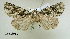  ( - acrorev gga-133)  @12 [ ] Copyright (2011) Canadian National Collection of Insects, Arachnids and Nematodes Canadian National Collection of Insects, Arachnids and Nematodes