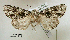  ( - acrorev gga-134)  @12 [ ] Copyright (2011) Canadian National Collection of Insects, Arachnids and Nematodes Canadian National Collection of Insects, Arachnids and Nematodes