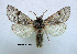  ( - acrorev gga-140)  @11 [ ] Copyright (2011) Canadian National Collection of Insects, Arachnids and Nematodes Canadian National Collection of Insects, Arachnids and Nematodes