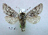  ( - acrorev gga-141)  @11 [ ] Copyright (2011) Canadian National Collection of Insects, Arachnids and Nematodes Canadian National Collection of Insects, Arachnids and Nematodes