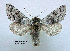  ( - acrorev gga-142)  @11 [ ] Copyright (2011) Canadian National Collection of Insects, Arachnids and Nematodes Canadian National Collection of Insects, Arachnids and Nematodes