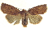  ( - 13-NCCC-022)  @13 [ ] CreativeCommons - Attribution (2013) CNC/CBG Photography Group Centre for Biodiversity Genomics