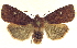  (Eupsilia sidus - 13-NCCC-024)  @15 [ ] CreativeCommons - Attribution (2013) CNC/CBG Photography Group Centre for Biodiversity Genomics