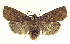  (Eupsilia morrisoni - 13-NCCC-033)  @15 [ ] CreativeCommons - Attribution (2013) CNC/CBG Photography Group Centre for Biodiversity Genomics