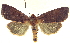  ( - 13-NCCC-074)  @11 [ ] CreativeCommons - Attribution (2013) CNC/CBG Photography Group Centre for Biodiversity Genomics
