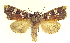  ( - 13-NCCC-087)  @13 [ ] CreativeCommons - Attribution (2013) CNC/CBG Photography Group Centre for Biodiversity Genomics