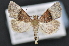  (Cobubatha ipilla - CNCLEP 83286)  @14 [ ] CreativeCommons - Attribution (2013) CNC/CBG Photography Group Centre for Biodiversity Genomics