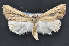  ( - CNCLEP 83655)  @14 [ ] CreativeCommons - Attribution (2013) CNC/CBG Photography Group Centre for Biodiversity Genomics