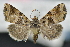  (Cobubatha metaspilaris - CNCLEP 83662)  @14 [ ] CreativeCommons - Attribution (2013) CNC/CBG Photography Group Centre for Biodiversity Genomics