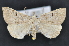  (Chytolita sp - CNCLEP 83706)  @11 [ ] CreativeCommons - Attribution (2013) CNC/CBG Photography Group Centre for Biodiversity Genomics