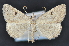  ( - CNCLEP 83707)  @11 [ ] CreativeCommons - Attribution (2013) CNC/CBG Photography Group Centre for Biodiversity Genomics