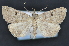  ( - CNCLEP 83708)  @11 [ ] CreativeCommons - Attribution (2013) CNC/CBG Photography Group Centre for Biodiversity Genomics