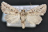  (Perigea bahamica - CNCLEP 92205)  @15 [ ] CreativeCommons - Attribution (2013) CBG Photography Group Centre for Biodiversity Genomics