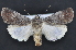  ( - CNCLEP 92208)  @14 [ ] CreativeCommons - Attribution (2013) CBG Photography Group Centre for Biodiversity Genomics