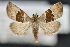  ( - CNCLEP 92262)  @13 [ ] CreativeCommons - Attribution (2013) CNC/CBG Photography Group Centre for Biodiversity Genomics