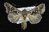  ( - CNCLEP 92263)  @13 [ ] CreativeCommons - Attribution (2013) CNC/CBG Photography Group Centre for Biodiversity Genomics