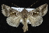  (Enigmogramma - CNCLEP 92264)  @15 [ ] CreativeCommons - Attribution (2013) CNC/CBG Photography Group Centre for Biodiversity Genomics