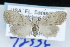  (Nola lagunculariae - CNCLEP 92336)  @13 [ ] CreativeCommons - Attribution (2013) CNC/CBG Photography Group Centre for Biodiversity Genomics