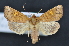  ( - CNCLEP 92352)  @12 [ ] CreativeCommons - Attribution (2013) CNC/CBG Photography Group Centre for Biodiversity Genomics