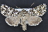  ( - CNCLEP 92353)  @15 [ ] CreativeCommons - Attribution (2013) CNC/CBG Photography Group Centre for Biodiversity Genomics