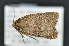  ( - CNCLEP 92356)  @13 [ ] CreativeCommons - Attribution (2013) CNC/CBG Photography Group Centre for Biodiversity Genomics