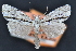 ( - CNCLEP 94236)  @14 [ ] CreativeCommons - Attribution (2013) CBG Photography Group Centre for Biodiversity Genomics