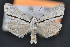  ( - CNCLEP 94238)  @14 [ ] CreativeCommons - Attribution (2013) CBG Photography Group Centre for Biodiversity Genomics