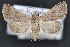  ( - CNCLEP 94273)  @15 [ ] CreativeCommons - Attribution (2013) CBG Photography Group Centre for Biodiversity Genomics