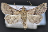  ( - CNCLEP 94274)  @15 [ ] CreativeCommons - Attribution (2013) CBG Photography Group Centre for Biodiversity Genomics