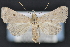  ( - CNCLEP 94275)  @15 [ ] CreativeCommons - Attribution (2013) CBG Photography Group Centre for Biodiversity Genomics