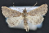  (Bleptina verticalis - CNCLEP 94277)  @14 [ ] CreativeCommons - Attribution (2013) CBG Photography Group Centre for Biodiversity Genomics