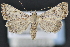  (Bleptina biformata - CNCLEP 94278)  @15 [ ] CreativeCommons - Attribution (2013) CBG Photography Group Centre for Biodiversity Genomics