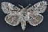  (Dasychira obliquata - CNCLEP 94293)  @15 [ ] CreativeCommons - Attribution (2013) CBG Photography Group Centre for Biodiversity Genomics