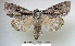 ( - acrorev204)  @15 [ ] CreativeCommons - Attribution (2013) CNC/CBG Photography Group Centre for Biodiversity Genomics