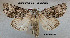  ( - acrorev206)  @14 [ ] CreativeCommons - Attribution (2013) CNC/CBG Photography Group Centre for Biodiversity Genomics