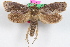  (Acrolophus pretusalis - DDAV-D640)  @14 [ ] CreativeCommons - Attribution (2010) Unspecified Centre for Biodiversity Genomics