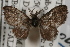  (Epipyropinae - DDAV-D271)  @13 [ ] CreativeCommons - Attribution (2010) Unspecified Centre for Biodiversity Genomics