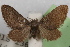  ( - DDAV-D275)  @11 [ ] CreativeCommons - Attribution (2010) Unspecified Centre for Biodiversity Genomics