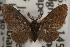  ( - DDAV-D276)  @11 [ ] CreativeCommons - Attribution (2010) Unspecified Centre for Biodiversity Genomics