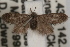  ( - DDAV-D282)  @13 [ ] CreativeCommons - Attribution (2010) Unspecified Centre for Biodiversity Genomics