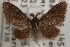  ( - DDAV-D283)  @13 [ ] CreativeCommons - Attribution (2010) Unspecified Centre for Biodiversity Genomics