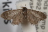  ( - DDAV-D285)  @13 [ ] CreativeCommons - Attribution (2010) Unspecified Centre for Biodiversity Genomics