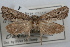  (Amydria margoriella - DDAV-D317)  @11 [ ] CreativeCommons - Attribution (2010) Unspecified Centre for Biodiversity Genomics