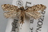  (Amydria tenuivalva - DDAV-D478)  @14 [ ] CreativeCommons - Attribution (2010) Unspecified Centre for Biodiversity Genomics