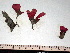  (Rhodymenia pacifica - GWS008976)  @13 [ ] CreativeCommons - Attribution Non-Commercial Share-Alike (2010) Unspecified University of New Brunswick